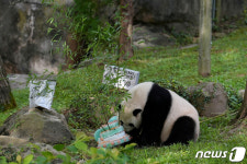 사람이면 90세↑…판다 메이샹의 케이크 탐구