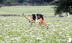 활짝 핀 해바라기·메밀꽃 보며 힐링…제주 곳곳 가을 꽃축제
