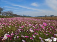 [풍경] 진천 백곡천 코스모스 만개 가을빛 한가득