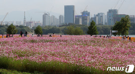 구리 코스모스 축제