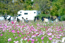 코스모스와 함께 깊어가는 가을