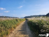 물억새 장관 충주 앙성 비내섬 축제 21~22일 열려
