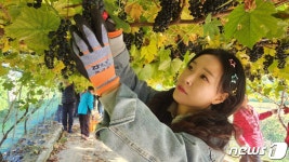 음성군 소이면 충도3리 상향전 머루와인 출시