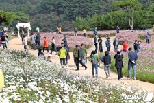 정읍 구절초 축제 30만명 다녀가…가을 대표 축제 자리매김