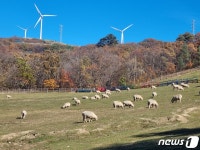 걱정근심 내려놓은 양떼처럼…대관령 목장길서 느끼는 찰나의 가을