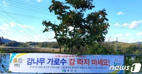 감 몰래 따지 마세요 영동군 감나무 가로수 수난…지난주 100㎏ 압수