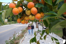 감 몰래 따지 마세요 영동군 감나무 가로수 수난…지난주 100㎏ 압수