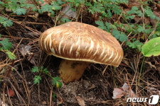 송이버섯 인공재배 성공…숲가꾸기 땐 지속 발생에 도움