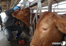 한우 농가 럼피스킨병 백신 접종