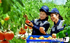 채소 수확하는 북한 중평온실농장…인민 식생활 향상
