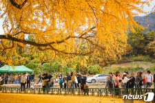 1년에 2주만 허락된 황금빛 자태…800년 원주 반계리 은행나무