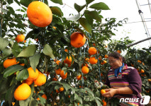 주황빛으로 물든 황금향 세상