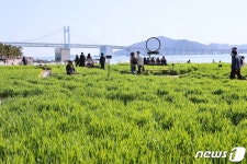 청보리, 바다가 되다…부산 광안리 민락해변공원에 청보리밭