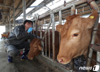 27일부터 전국 소 농장 반출입 제한 전면 해제…선별적 살처분 실시