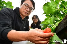 토실 토실한 딸기