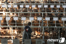 ‘럼피스킨 안정세’ 가축시장 재개 허용됐지만…울산만 발 묶인 이유