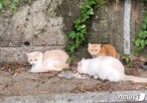 진주서 고가 고양이 20여마리 유기… 번식장서 유기 추정