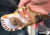멸종위기 나팔고둥이 횟집에 버젓이…환경부 점검 결과는