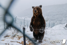 당진 송악읍 석포리 곰사육농장서 곰 1마리 탈출(1보)