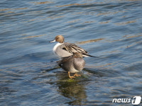 특별한 겨울손님과의 만남…한강 밤섬 겨울철새학교
