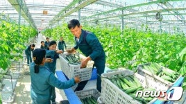 북한 연포온실농장 선전하… 인민 식생활 윤택
