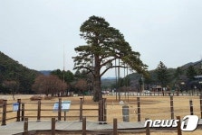 길이 52m·높이 15m 인공폭포 조성…보은군 정이품송 관광활성화사업 속도