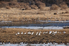 민통선 이북 철원 이길리 습지, 국가 습지보호지역 지정
