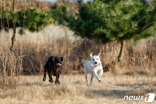 [아듀2023]달려라 미래의 탐지견