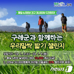 구례군과 함께하는 우리밀 싹 밟기 챌린지…3∼9일
