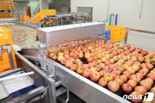 보은군 과수거점산지유통센터 작년 매출액 104억원 달성