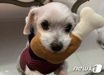 유기견 심장 고치고 입양한 천사들…연말은 따뜻했다[벳앤패밀리]