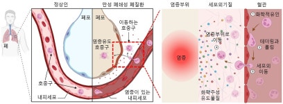 화학연, 만성염증 관찰 ‘생체모사 장기칩’ 개발