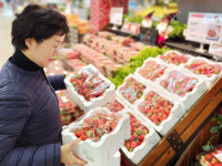金딸기 싸게 사세요…롯데마트 한입 꼬마 딸기 판매