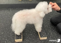 강아지 슬개골 수술만 하면 끝?…관절건강 위한 재활치료 필수