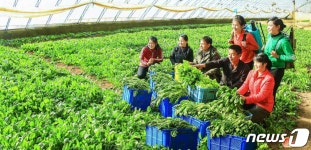 북한의 농장 근로자들…사회주의 농촌 개화발전에 이바지