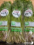 봄내음 가득한 경산 육동미나리 첫 출하…1단에 1만4000원