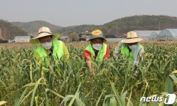 파주시, 고령 농업인에 영농대행비 최대 50만원 지원