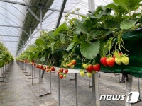 원주 로컬푸드 치악산 딸기 본격 출하 중