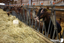 [포토] 여물 먹는 프랑스 염소