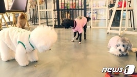 전북, 설 연휴 기간 응급 동물병원 13곳 운영