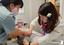 우리 나쁜 사람 아냐…버려진 냥이에게 수의사가 말했다[최기자의 동행]