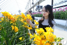 프리지어 예쁘게 잘 피었네