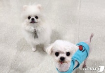 경기 반려마루 동물병원 개설 1년…번식장 구조견 456마리 입양