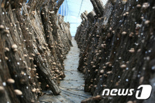 자연특별시 괴산 표고버섯 생산액 55억…충북 1위