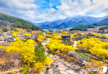 봄의 전령 구례산수유꽃축제 3월9~17일 지리산온천관광지