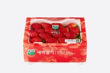 산지의 신선함을 느껴보세요…롯데마트·슈퍼, 새벽 딸기 판매