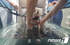 탑스동물메디컬센터, 재활센터 개설…대구 최초 수중재활기기 설치