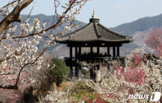 봄의 시작을 알리는 광양매화축제