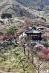 매화 보러 광양으로 오세요