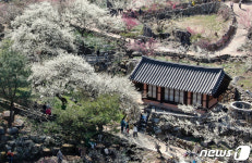 광양매화축제 봄으로 갈아입는 중